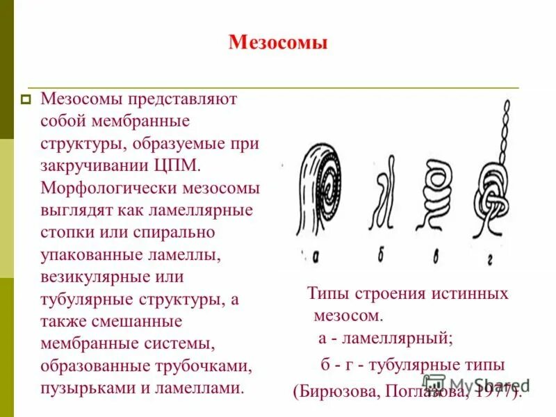 2 мезосома. Строение мезосом бактерий. Строение бактерии мезосомы. Строение бактерии мезосома. Мезосомы бактерий функции.