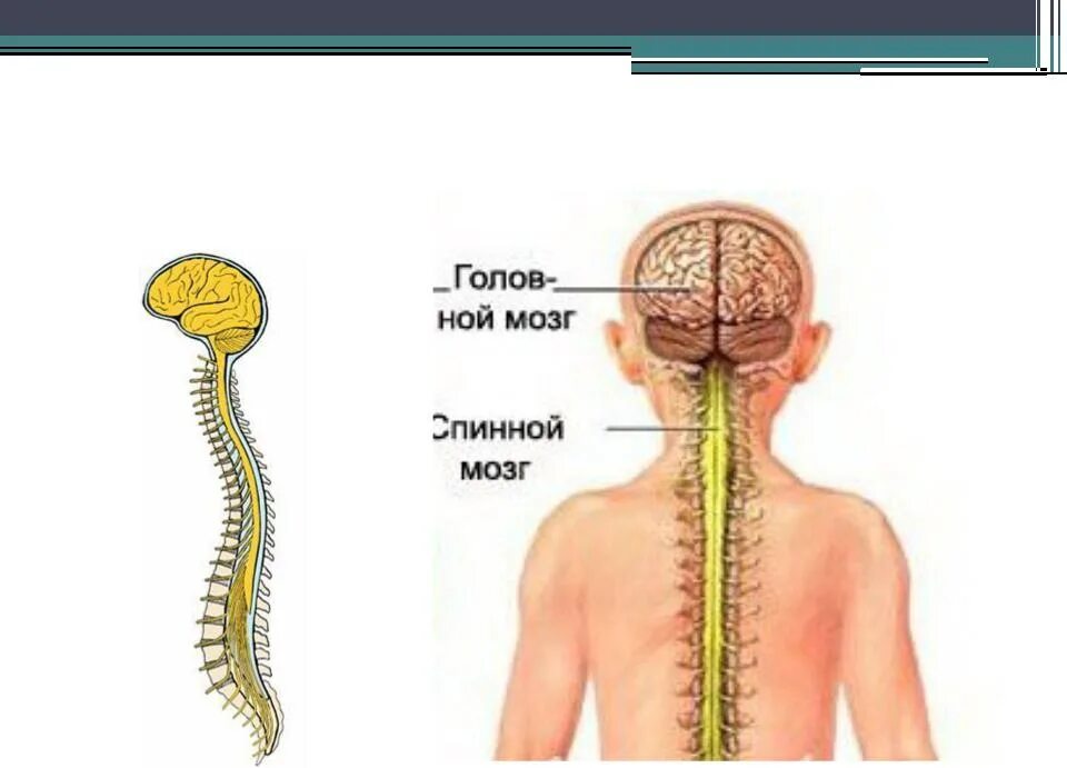 Что является центром нервной системы. Центральная нервная система. Синтралние нервная система. Нервная система ЦНС. Функции ЦНС человека.