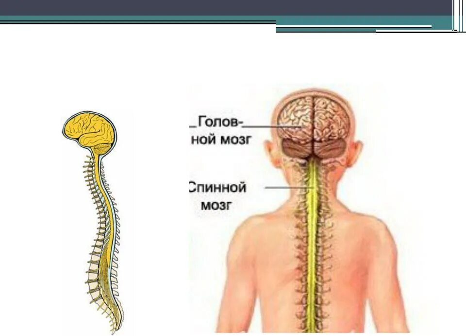 Центральная нервная система. Синтралние нервная система. Нервная система ЦНС. Функции ЦНС человека. Центральный отдел нервной системы спинной мозг