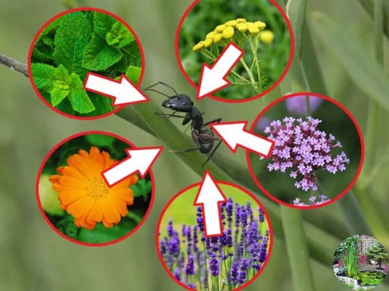 Растения от мух. Растения от насекомых. Растения отпугивающие насекомых. Растения которые отпугивают насекомых. Цветы репелленты.