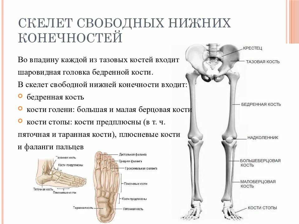 Скелет нижней конечности. Строение бедренной кости. Кости свободной части нижней конечности. Строение нижних свободных конечностей анатомия. Кости нижней конечности вид спереди.