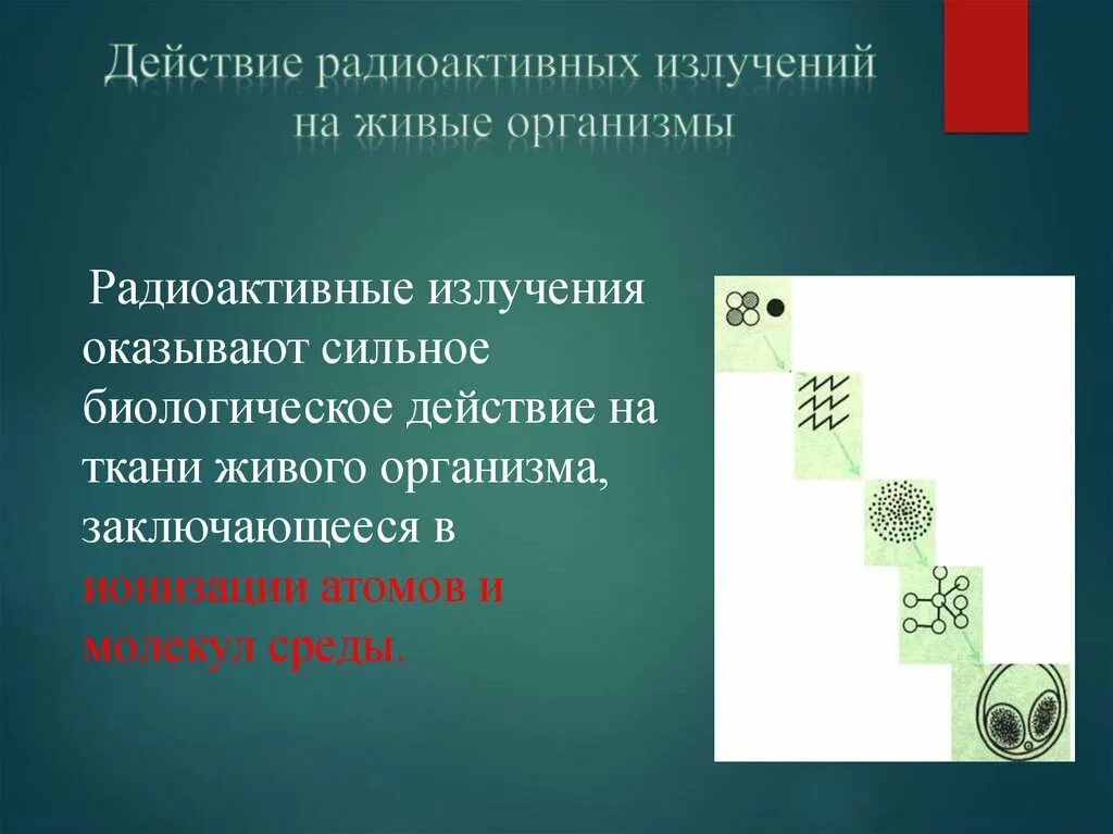 Воздействие радиоактивного излучения на живые организмы. Влияние ионизирующих излучений на живые организмы. Влияние радиоактивных излучений на живые организмы. Сообщение о воздействии радиоактивных излучений на живые организмы.