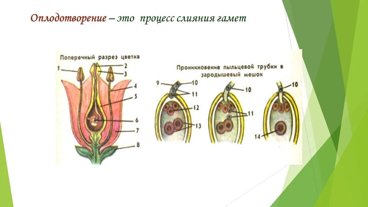 Образование семян покрытосеменных. Размножение покрытосеменных растений. Половое размножение покрытосеменных схема. Схема развития покрытосеменных растений. Размножение покрытосеменных схема.