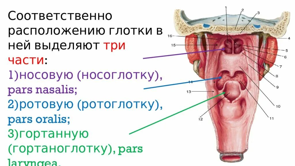 Части глотки анатомия. Строение глотки анатомия на латыни. Глотка топография стенки. Строение стенки глотки анатомия. Глотка какие железы