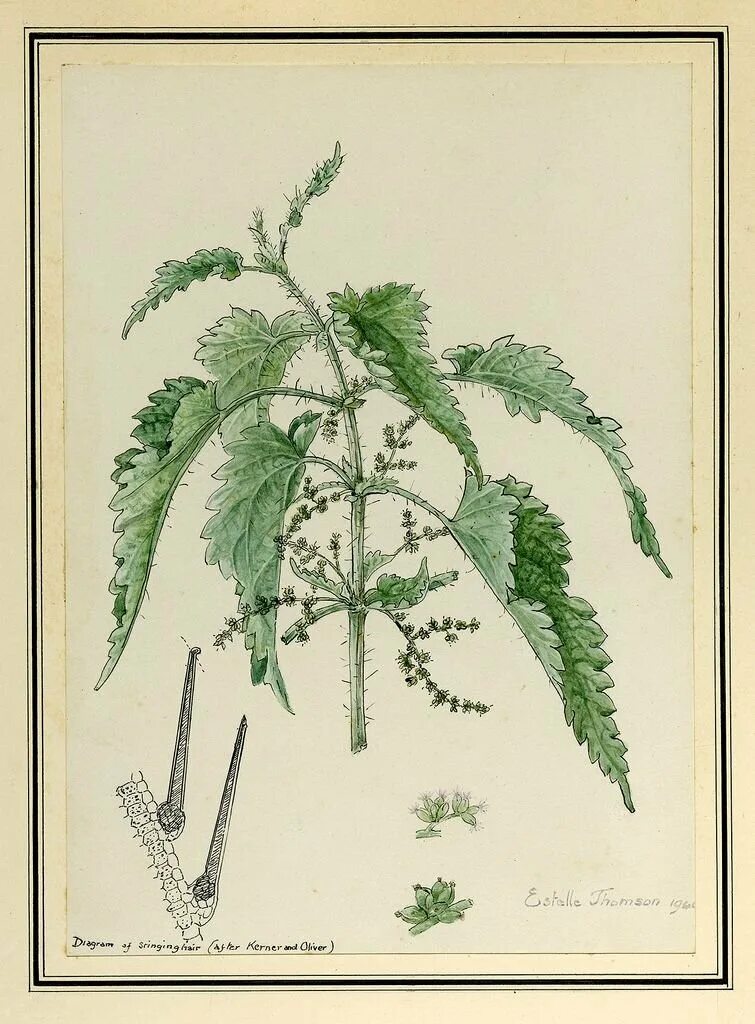 Крапива двудомная (Urtica dioica l.). Крапива двудомная Ботаническая иллюстрация. Крапива двудомная зарисовка. Крапива двудомная строение. Крапива схема