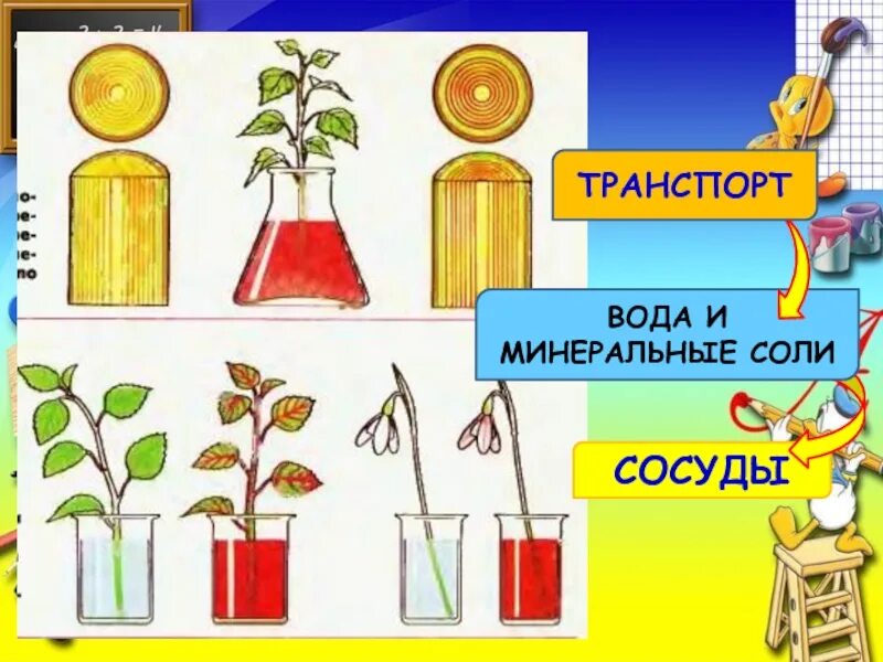 Передвижение веществ по стеблю 6 класс. Передвижение воды и Минеральных веществ. Движение воды и Минеральных веществ по растению. Передвижение веществ в растении по стеблю. Транспорт воды и Минеральных веществ.