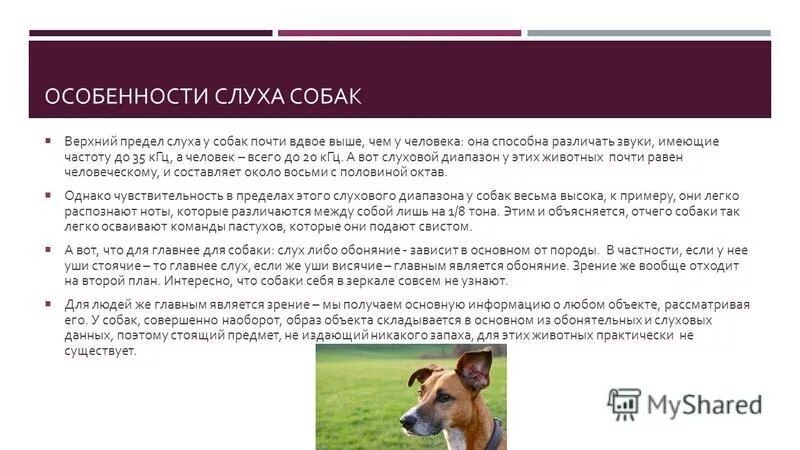 происходящих в организме собаки в. симптомы проявления бешенства у человека. происходящих в организме собаки в. происходящих в организме собаки в. эхинококк инвазионная стадия.