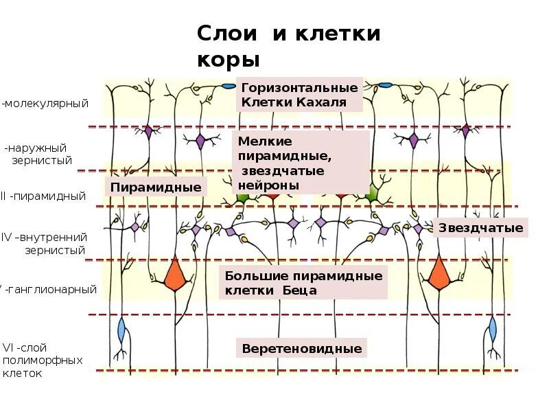 Слои клеток головного мозга. Клетки Кахаля в коре больших полушарий. Нейроны коры больших полушарий.