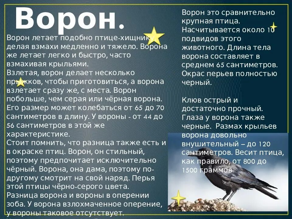 Ворон годы жизни. Доклад о вороне. Доклад на тему ворон. Краткое описание вороны. Ворона описание для детей.