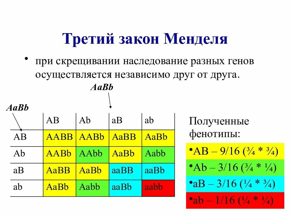 Задачи по генетике на законы менделя. Решение задач по биологии 3 закон Менделя. Задачи на генетику по 3 законам Менделя. Задачи на 3 закон Менделя с решением. Биология задачи по генетике 1 закон Менделя.