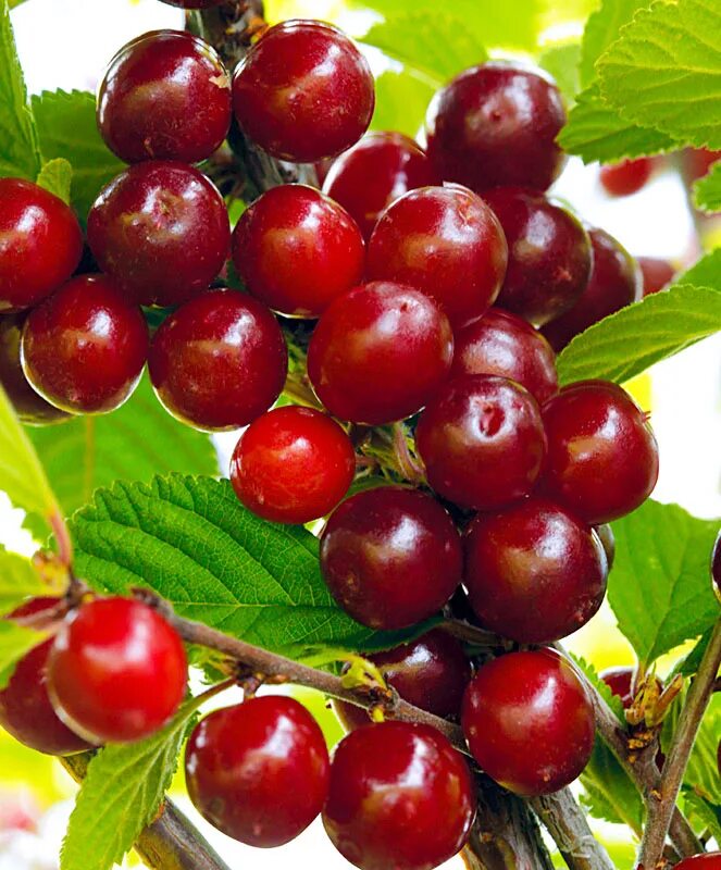 Вишня войлочная Царевна (Prunus tomentosa Carevna) С6 - Питомник Летний сад