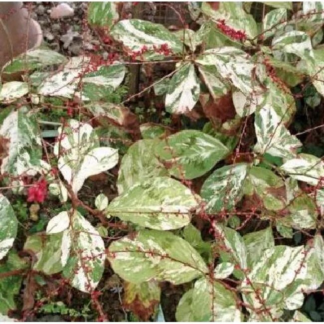 Persicaria virginiana. Горец палитра художника. Горец палитра художника. Горец виргинский. Горец палитра художника.