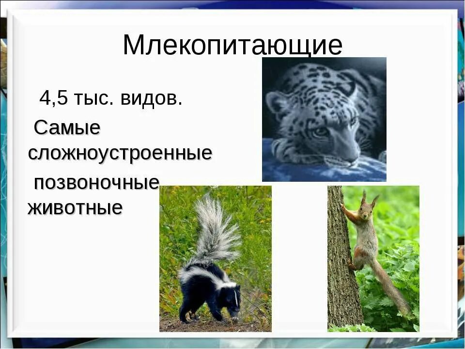 4 класса млекопитающие. Млекопитающие животные. позвоночные животные млекопитающие. класс млекопитающие. класс млекопитающ ли звери.
