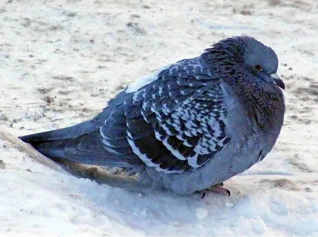 При низких температурах воздуха птицы распушают перья. Нахохлившиеся птицы. Голубь нахохленный. Голубь нахохлился. Голубь зимой.