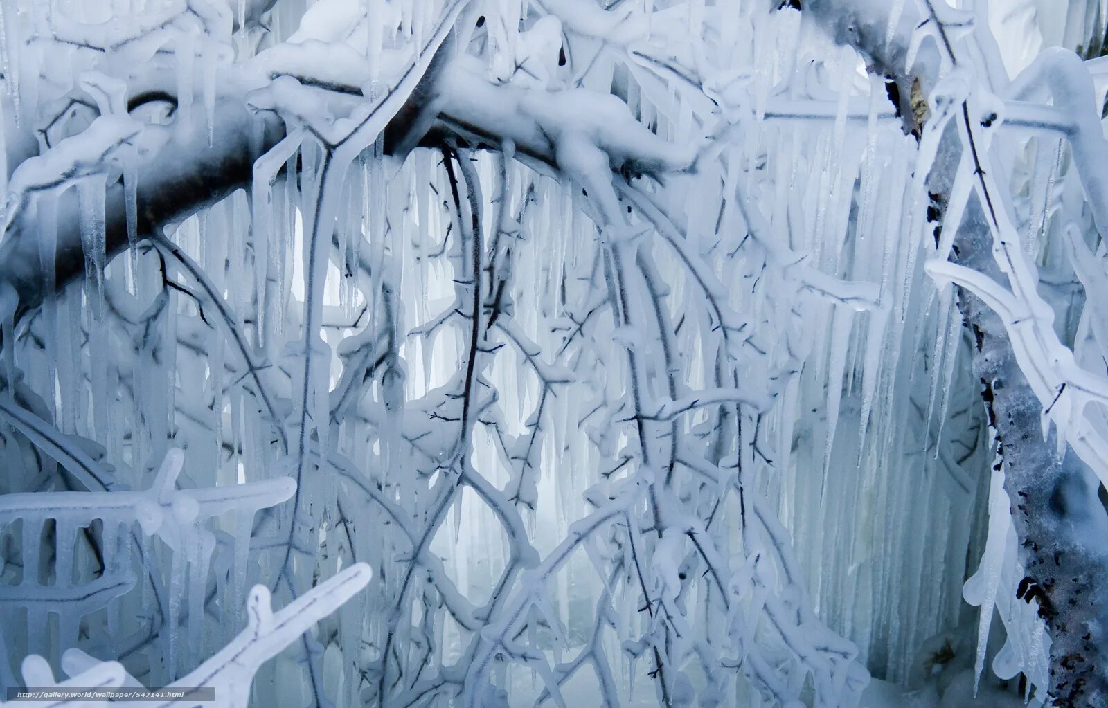 Замороженная ветка. Сосульки. Снег на ветках деревьев. Снегопад стеной. Сугроб у стены.