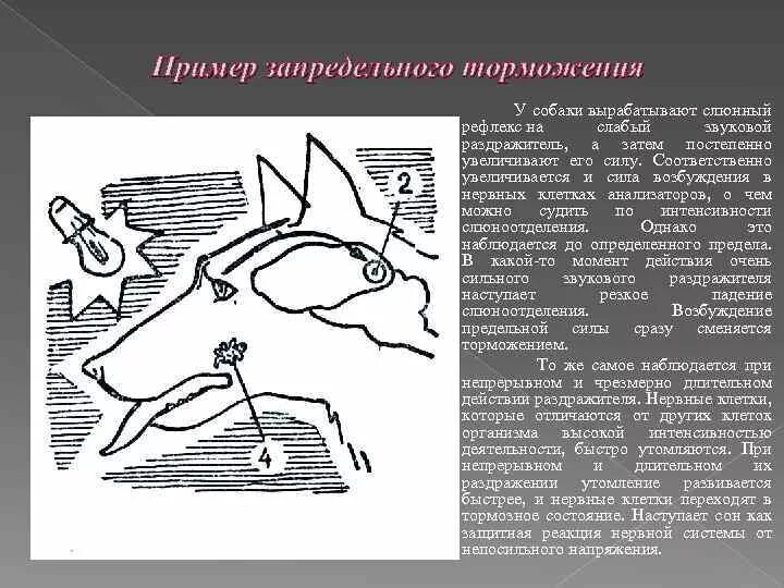 Торможение нервных рефлексов. Запредельное торможение примеры. виды торможения у собак. запредельное торможение примеры у человека. безусловное запредельное торможение пример.