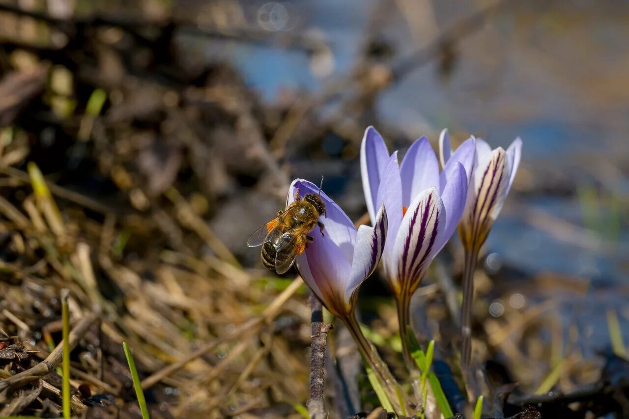 Шафран Долинный. Шафран сетчатый (Крокус). Шафран Долинный Crocus vallicola. Шафран сетчатый фото.