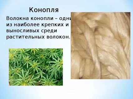 Какие растения можно использовать для получения волокон