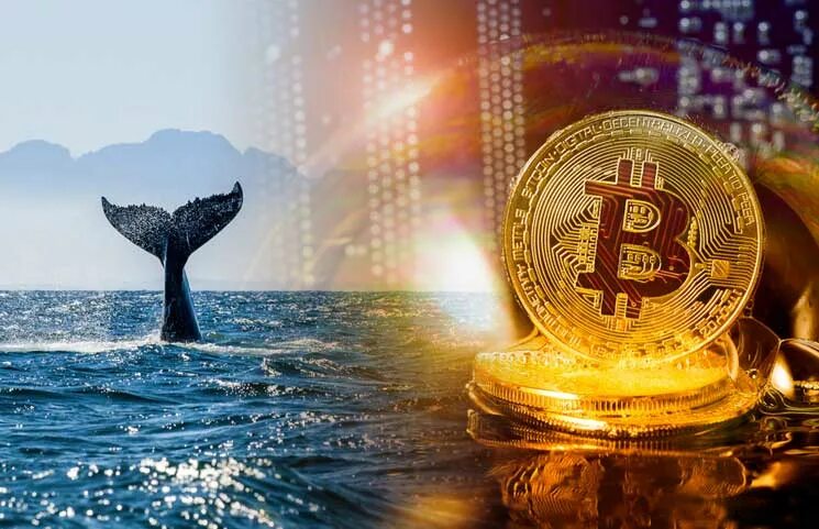 Top 10 bitcoin whales part