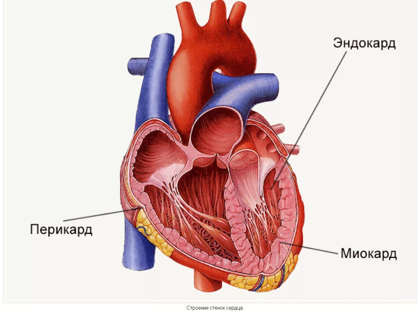 Сердце перикард миокард эндокард. Строение сердца перикард миокард. Строение сердца двустворчатый клапан. Строение сердца человека миокард перикард. Миокард левого предсердия