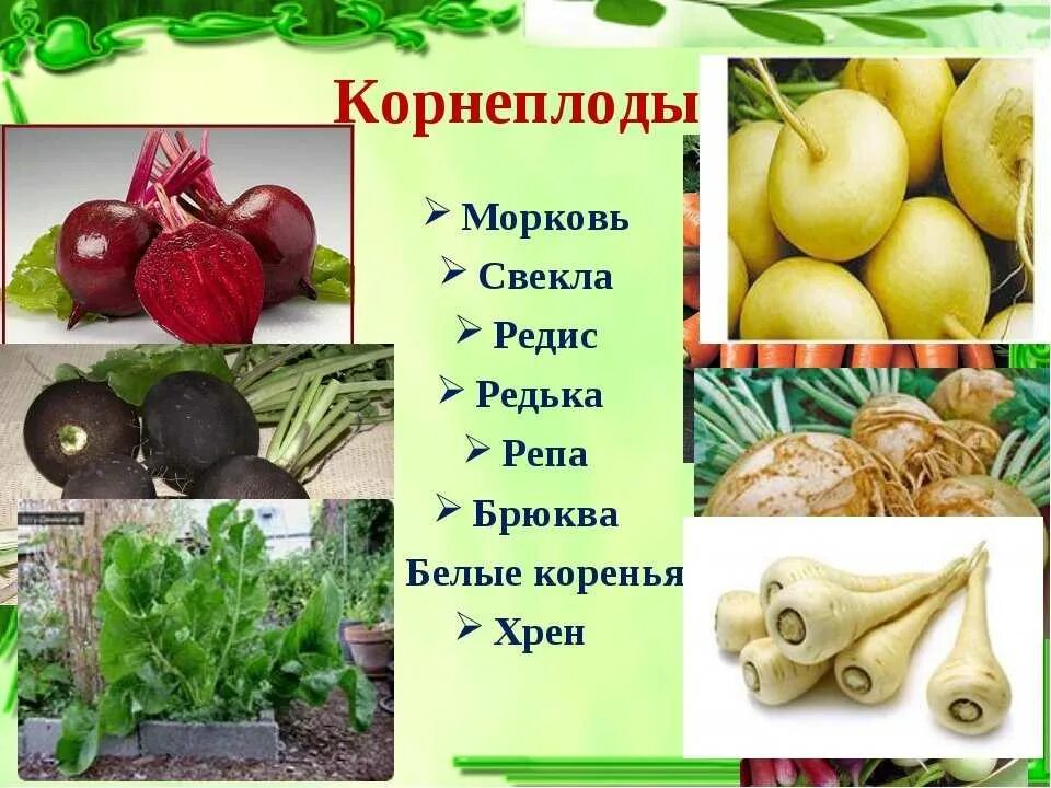 Корнеплод свеклы и клубень картофеля. Овощные растения. Овощи корнеплоды. Корнеплоды список овощей. Корнеплодные растения овощи.