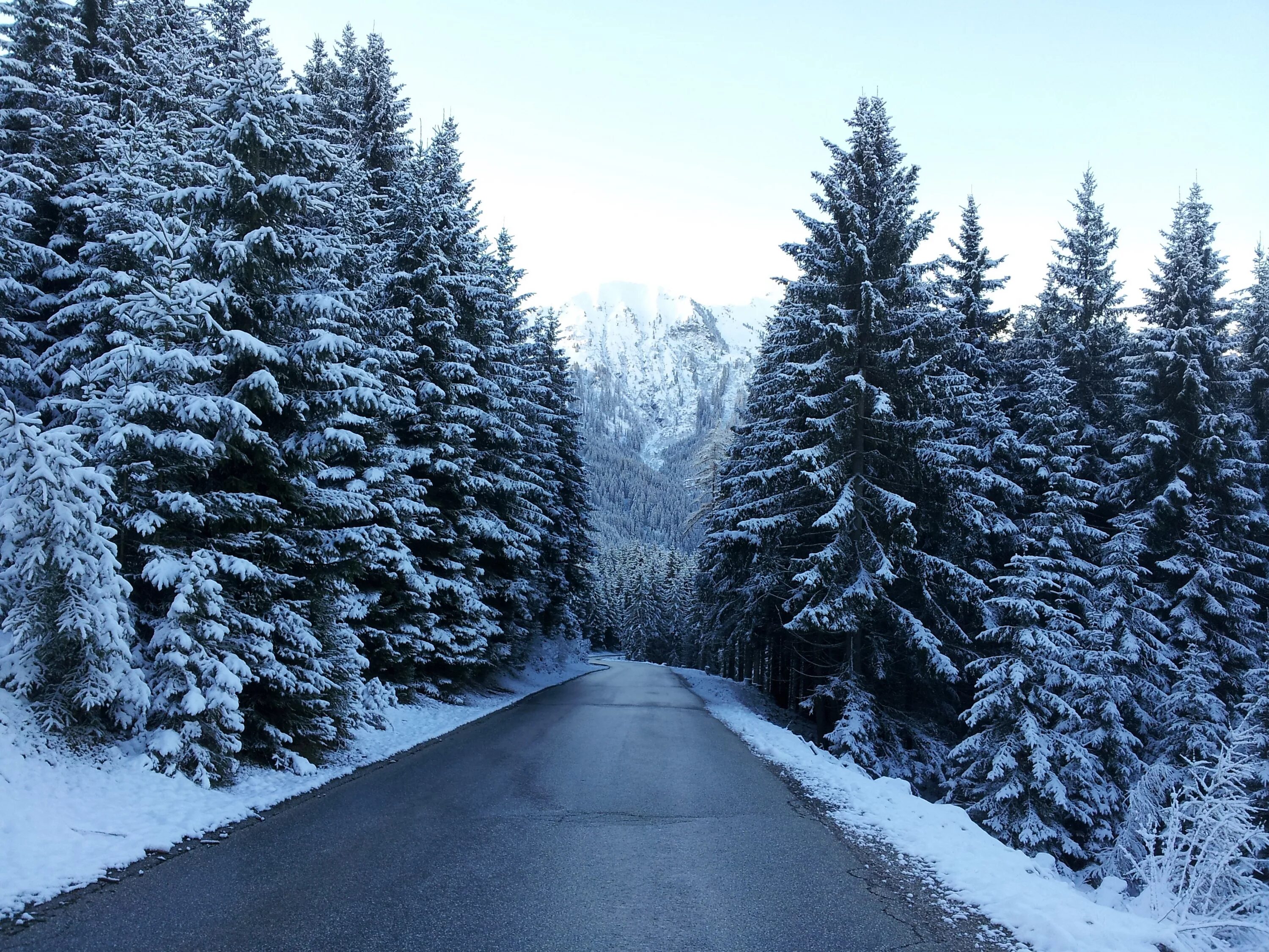 Дорога хвойную. Зимний лес. Зимняя дорога. Заснеженная дорога в лесу. Зима дорога лес.