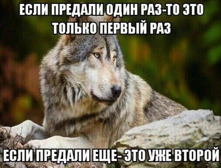 Раз она уже забыла. Волк Мем. АУЕШНЫЕ цитаты волк. Мемы с волками. Шутки про волка.