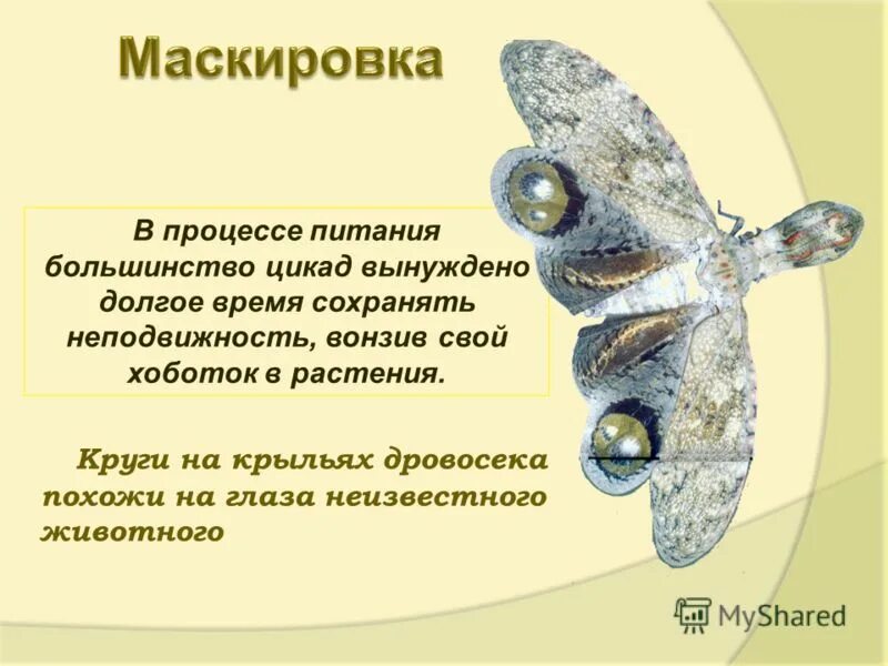 Лексическое значение слова примеры. Лексическое значение блестящей. Лексичесоке значение слово. Ликсическое зночени слово. Электорат значение кратко.