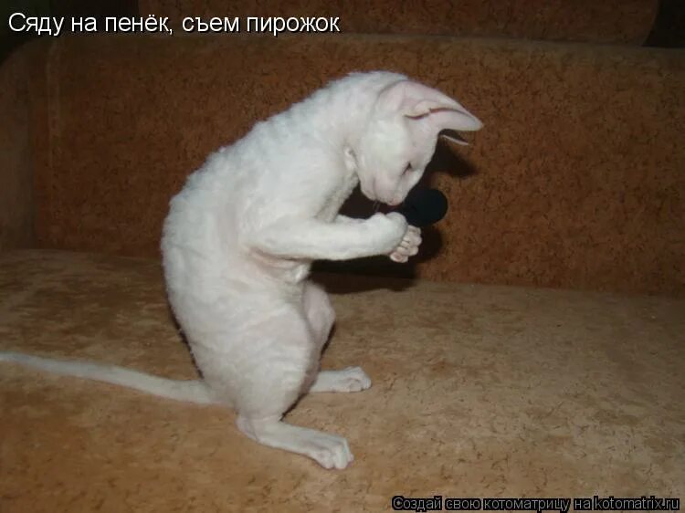 Выйдешь из дома съем. Сяду на пенек съем пирожок. сяду на пенек съем пирожок прикол. ты кто я моль а куда шубу понес. ты кто моль а шубу куда понес дома сьем.