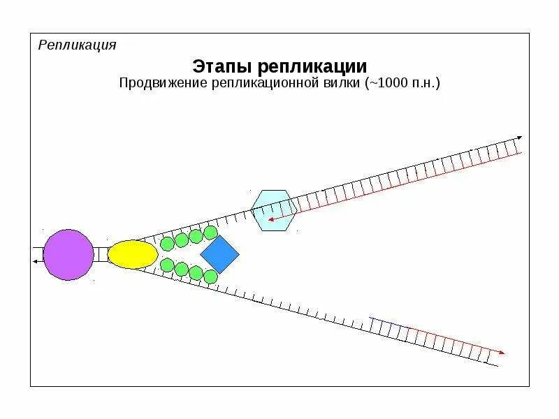 Начала репликации. Репликационная вилка. репликация без подписей. область начала репликации. репликационная вилка. репликация ( этапы , репликативная вилка.