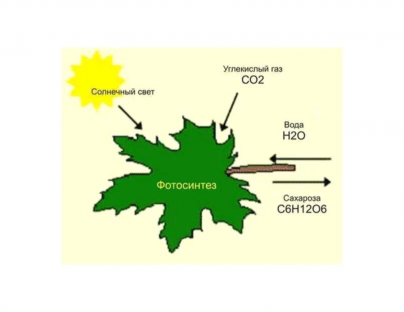 Схема фотосинтеза у растений. Процесс фотосинтеза у растений схема. Фотосинтез рисунок. Общая схема фотосинтеза.