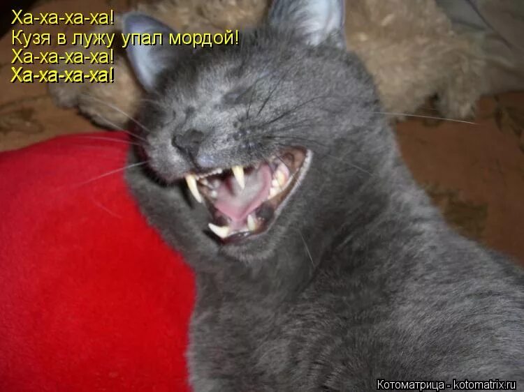 кот в луже. морда упала. ха ха смешные картинки. морда упала. морда упала.