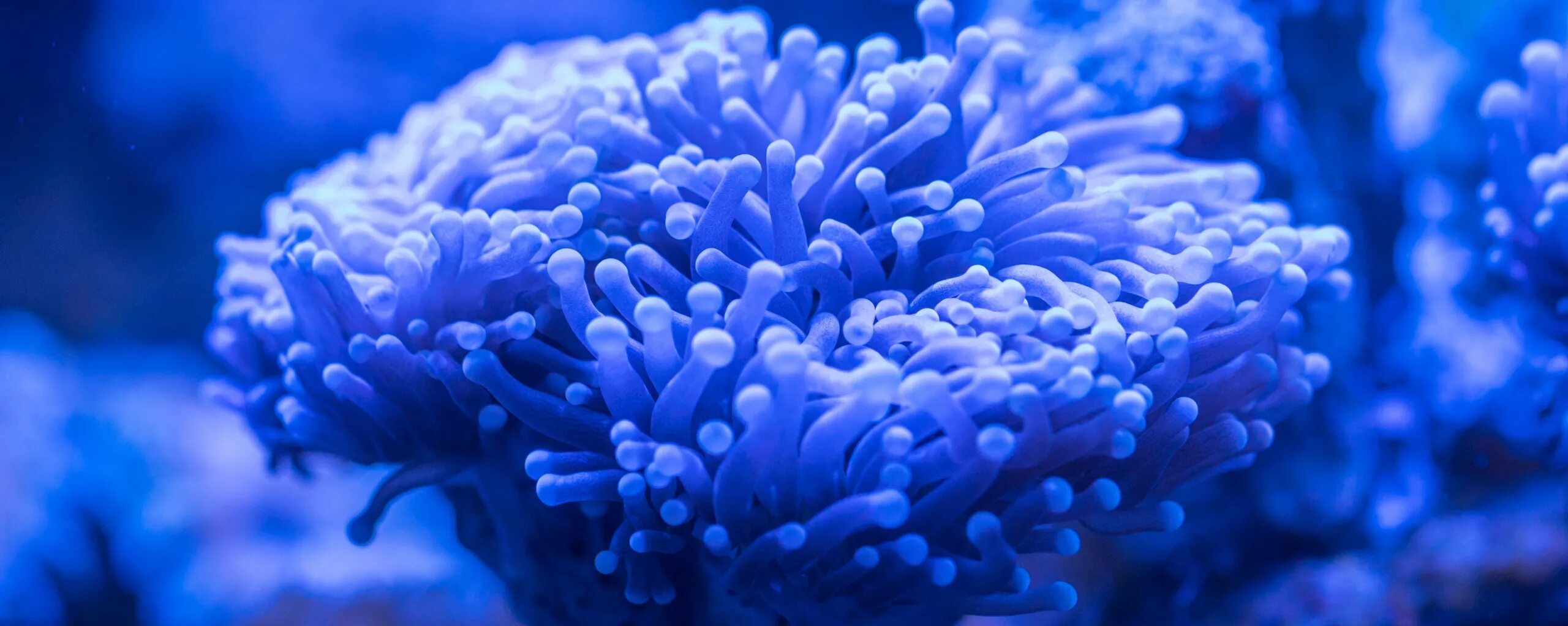 Coral blue. Голубой коралл. Цвет голубой коралл. Кораллово голубые текстуры. Голубой коралл 5кклипарт.