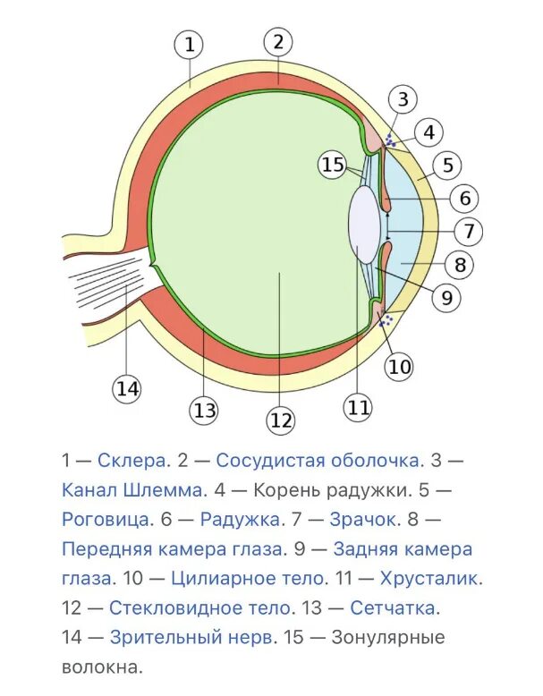 Передняя и задняя камеры глаза. Задняя камера глаза. Камеры глаза анатомия. Размер передней камеры глаы.