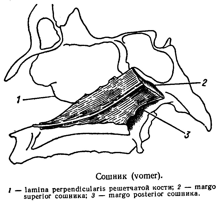 Сошник кость. Vomer сошник. Сошник анатомия животных. Сошник анатомия строение. Сошник кость животных.