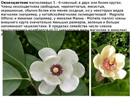 Магнолиевые не самая примитивная группа растений