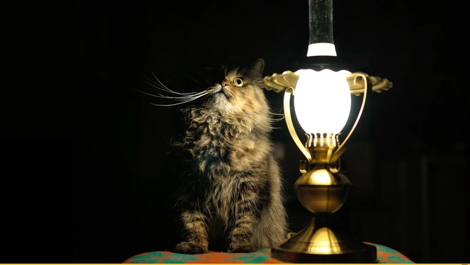 Настало время видео. Лампа кот. Кот с фонариком. Ламповый кот. Котик с лампой.