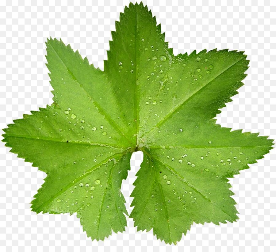 Clean leaf