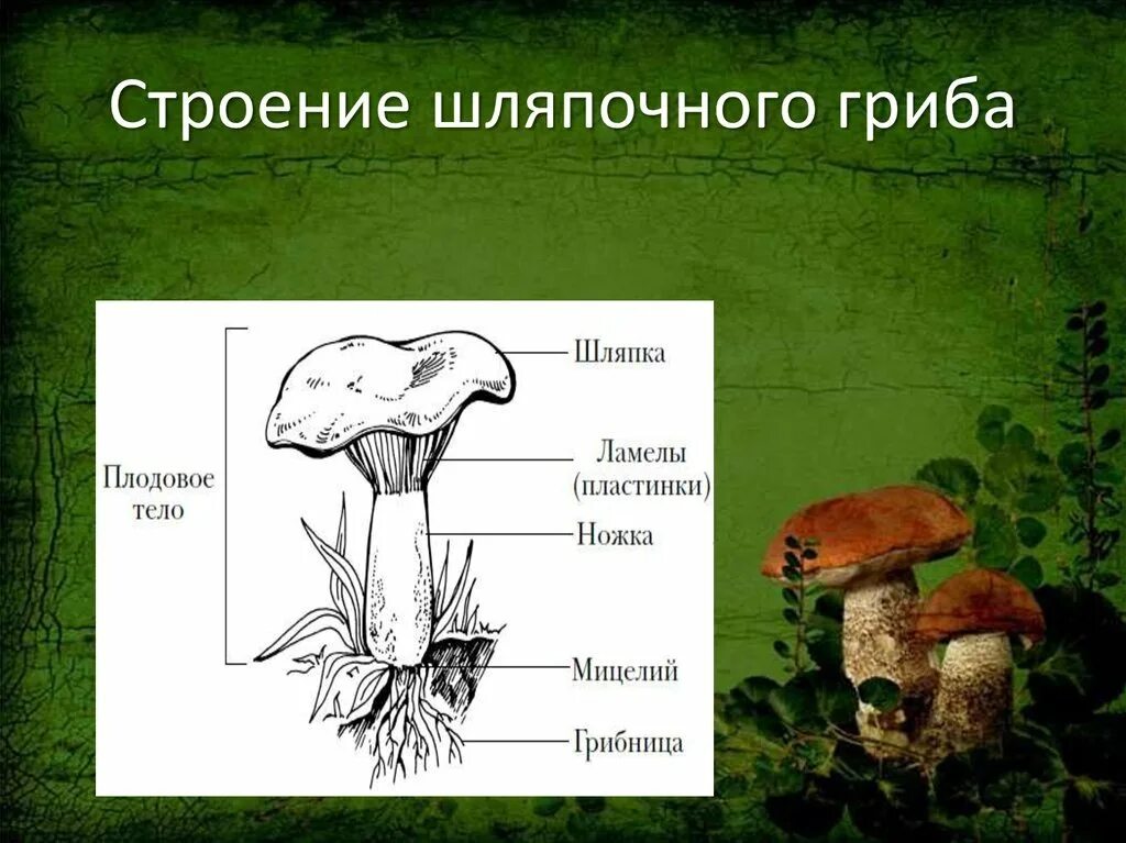 Главная часть любого гриба. Схема плодовое тело шляпочного гриба. Грибы строение шляпочных грибов. Гриб строение шляпочного гриба. Строение шляпочных грибов рисунок.