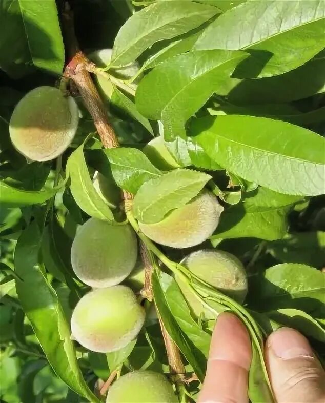 На какой год плодоносит персик. Как заставить плодоносить персик. Зеленый конус персика описание.