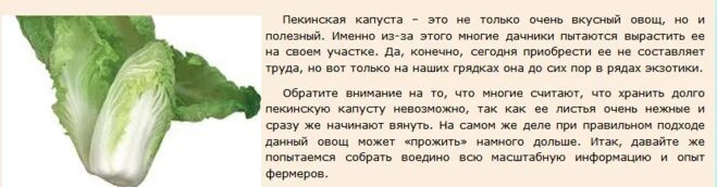 Можно ли собакам пекинскую капусту