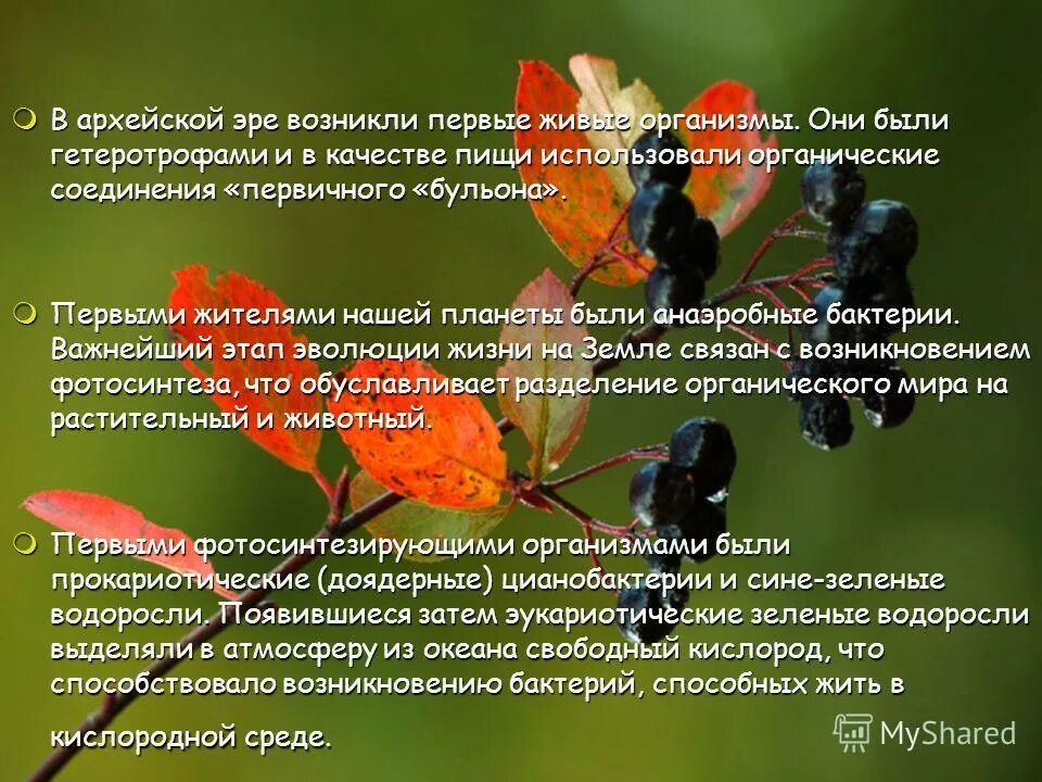 Появление первых живых организмов. Какими были первые организмы. Архейская и протерозойская эра презентация. Первыми живыми организмами на земле были. Возникновение жизни.