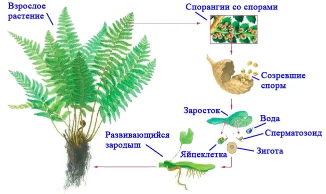 Расселение папоротников. Папоротник заросток и спорангии. Папоротник Щитовник размножение. Бесполое размножение папоротников схема. Спорангий папоротника схема.