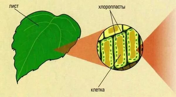 В каких клетках листа расположены хлоропласты