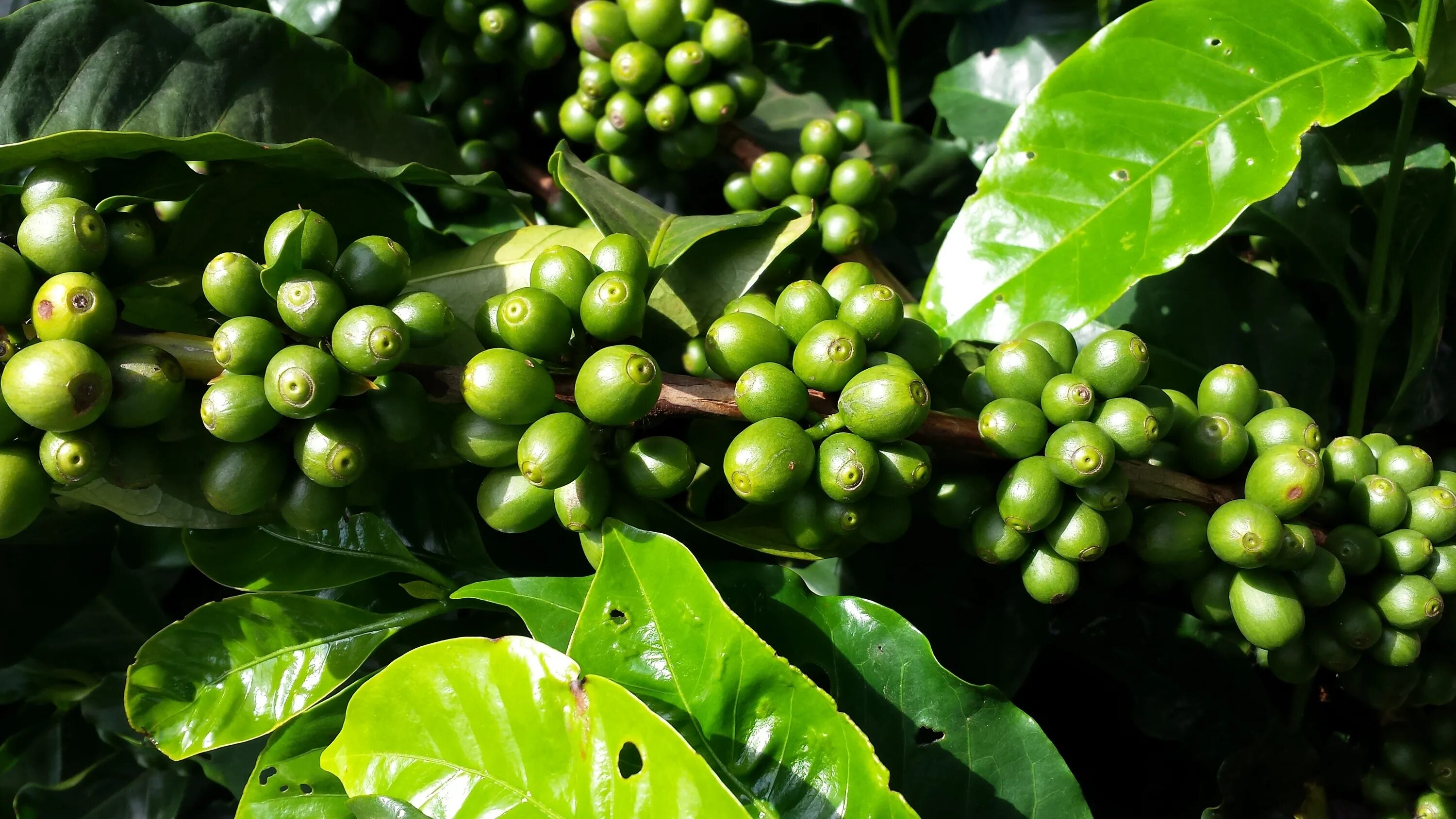 Кофейное дерево растение