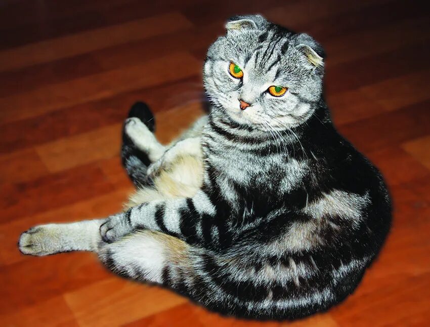Сколько живет шотландская кошка в домашних условиях. Вислоухий кот. Шотландцы коты. Вислоухая кошка. Вислоухие котята.