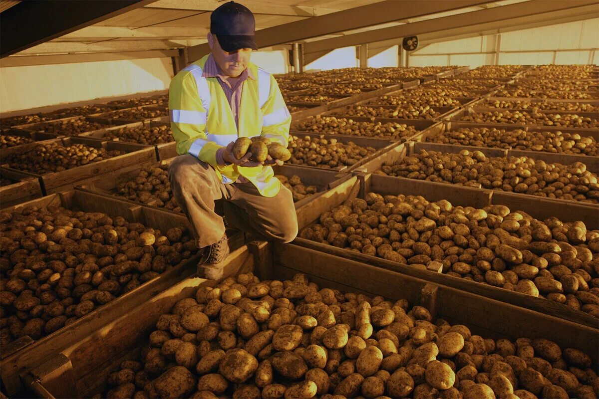 Сколько держать картофель. Хранилище картофеля. Склад картофеля. Овощехранилище для картофеля. Хранение урожая.