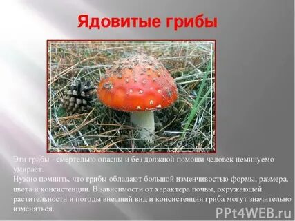 Растения грибы животные которые могут быть опасны