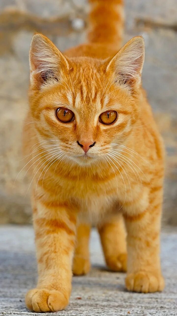 порода жёлтых котов. цейлонская кошка рыжая. цейлонская короткошерстная кошка рыжая. рыжая крошка. желтая кошка.
