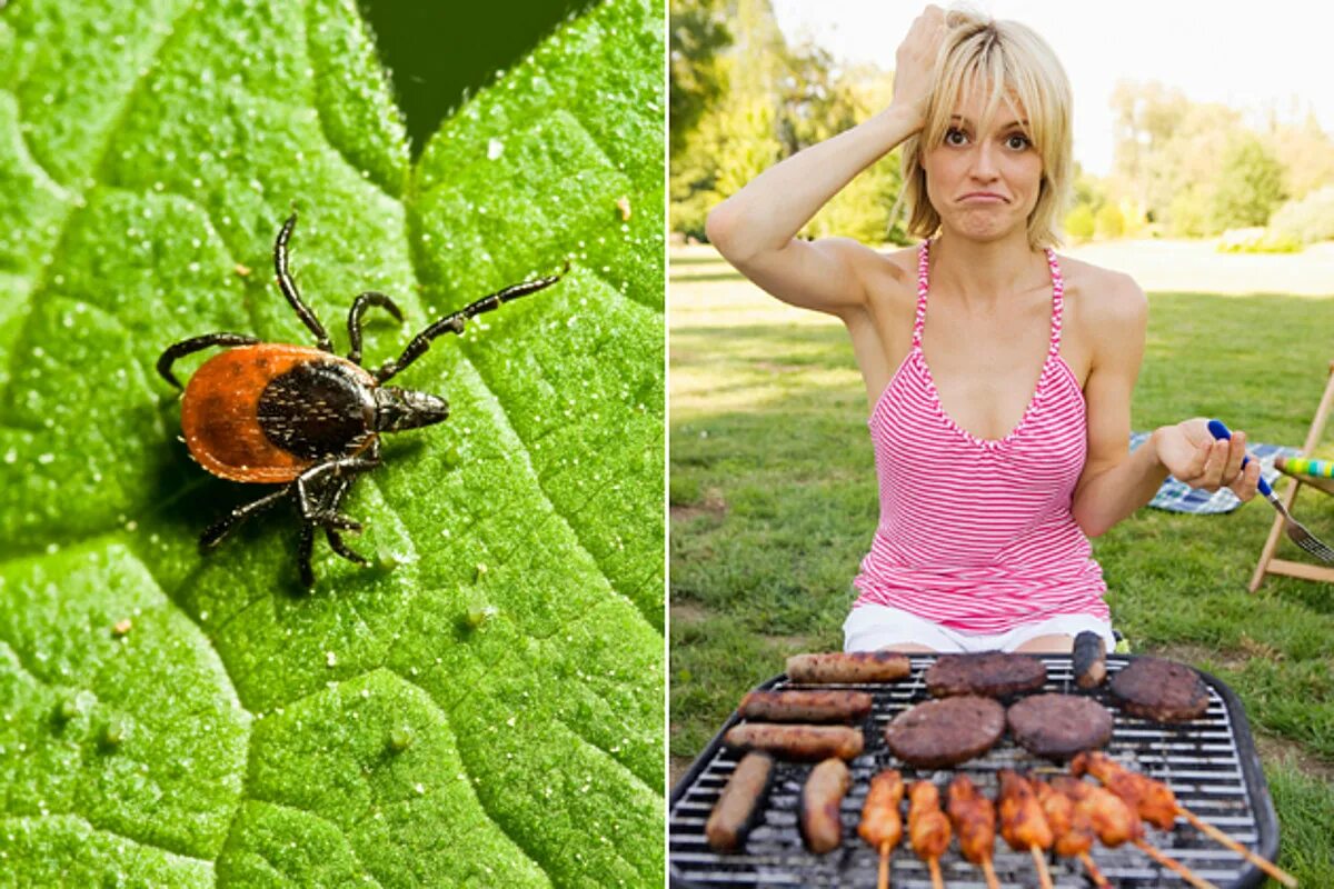 Клещи аллергия на мясо. A Tick bite can make you allergic to what food?.